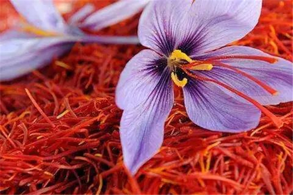 藏紅花可以去除黃褐斑嗎 藏紅花可以美容養(yǎng)顏嗎 藏紅花可以去除黃褐斑嗎 藏紅花可以美容養(yǎng)顏嗎