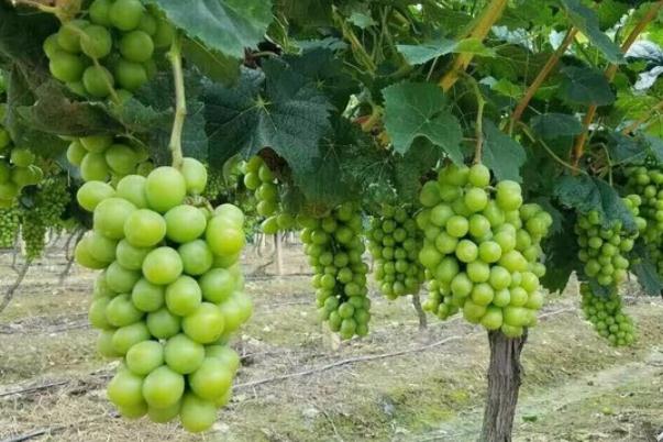 吃青提會不會長胖 吃青提對身體有害嗎 吃青提會不會長胖 吃青提對身體有害嗎