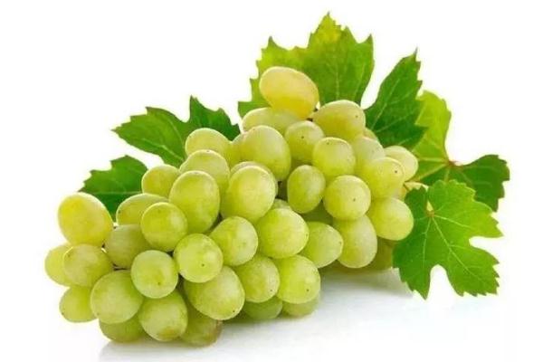 青提子的功效與作用 吃青提有哪些好處 青提子的功效與作用 吃青提有哪些好處