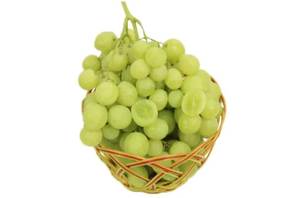 吃青提會不會長胖 吃青提對身體有害嗎 吃青提會不會長胖 吃青提對身體有害嗎