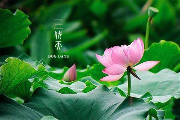 三伏天從什么時候開始 三伏天持續(xù)多久 三伏天從什么時候開始 三伏天持續(xù)多久