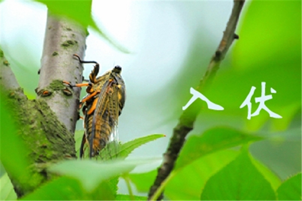 三伏天要注意哪些事項 三伏天喝什么湯好 三伏天要注意哪些事項 三伏天喝什么湯好