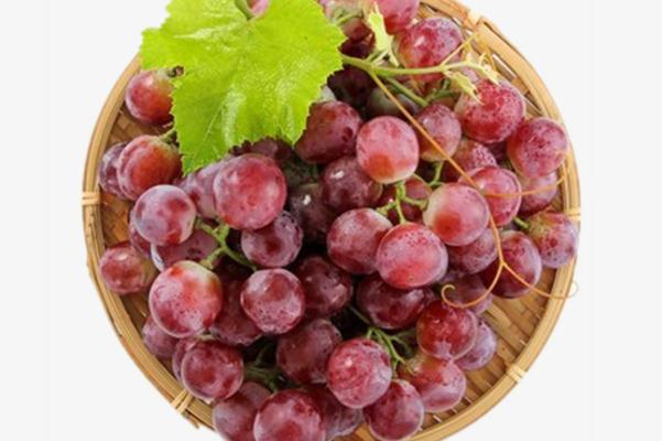 紅提是葡萄嗎 紅提和普通葡萄有什么區(qū)別 紅提是葡萄嗎 紅提和普通葡萄有什么區(qū)別