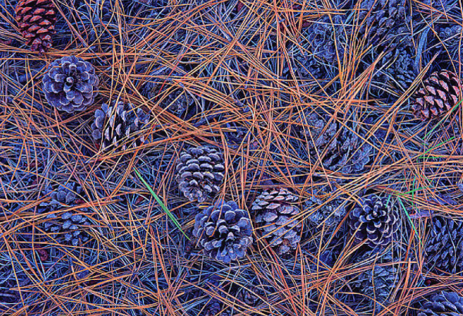 松毛泡酒喝了有什么功效 松毛泡酒什么時(shí)候采最好 松毛泡酒喝了有什么功效 松毛泡酒什么時(shí)候采最好