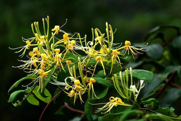 金銀花的副作用與禁忌 金銀花是寒性還是熱性 金銀花的副作用與禁忌 金銀花是寒性還是熱性