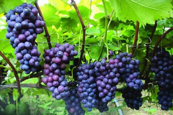 巨峰葡萄會(huì)不會(huì)上火 吃巨峰葡萄的好處 巨峰葡萄會(huì)不會(huì)上火 吃巨峰葡萄的好處