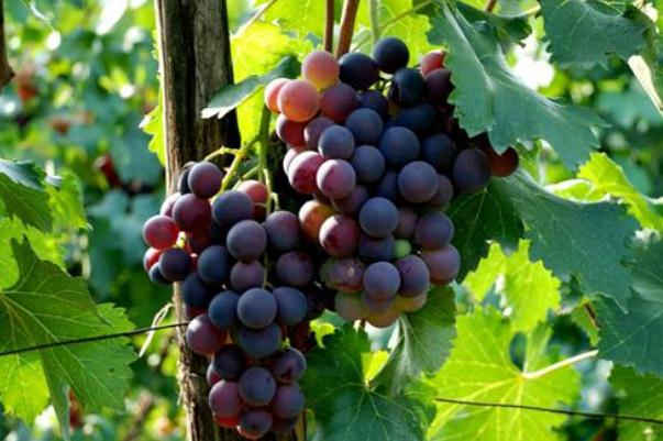 巨峰葡萄可以放冰箱嗎 巨峰葡萄如何保存時(shí)間長(zhǎng)一點(diǎn) 巨峰葡萄可以放冰箱嗎 巨峰葡萄如何保存時(shí)間長(zhǎng)一點(diǎn)