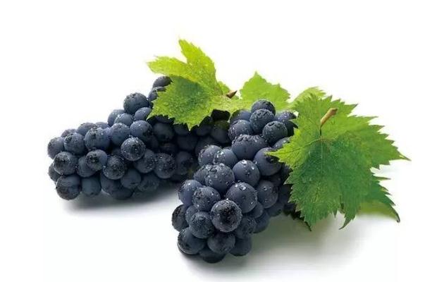 巨峰葡萄可以多吃嗎 巨峰葡萄吃多了會(huì)上火嗎 巨峰葡萄可以多吃嗎 巨峰葡萄吃多了會(huì)上火嗎