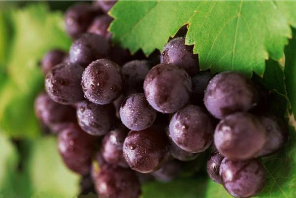 巨峰葡萄可以多吃嗎 巨峰葡萄吃多了會(huì)上火嗎 巨峰葡萄可以多吃嗎 巨峰葡萄吃多了會(huì)上火嗎