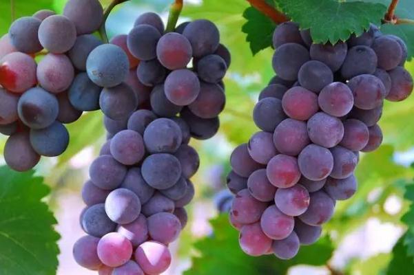 巨峰葡萄是涼性還是熱性 巨峰葡萄是哪里產(chǎn)的 巨峰葡萄是涼性還是熱性 巨峰葡萄是哪里產(chǎn)的
