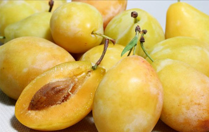 李子能多吃嗎對(duì)身體好嗎 李子能空腹吃嗎 李子能多吃嗎對(duì)身體好嗎 李子能空腹吃嗎