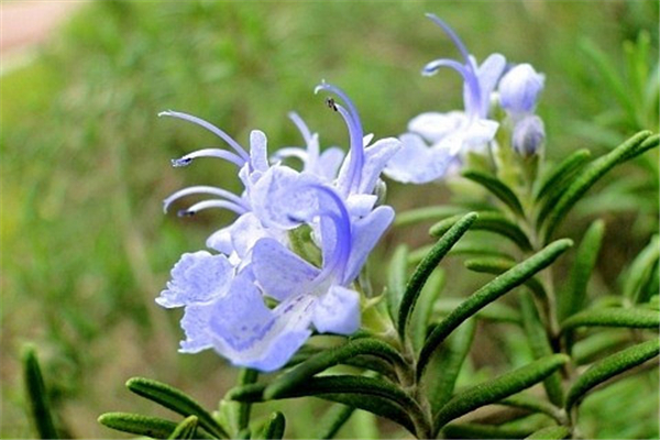迷迭香有什么作用和功效 迷迭香有毒嗎 迷迭香有什么作用和功效 迷迭香有毒嗎