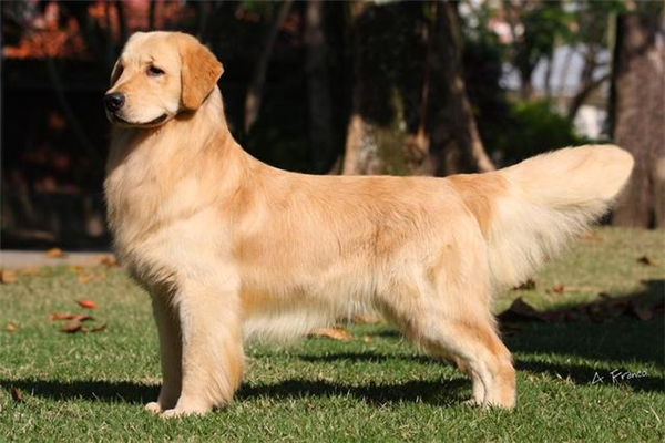 金毛托運(yùn)途中死亡 市監(jiān)部門介入 金毛托運(yùn)途中死亡 市監(jiān)部門介入