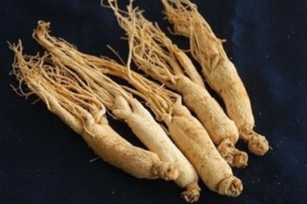 西洋參有升血壓作用嗎 西洋參有降壓的作用嗎 西洋參有升血壓作用嗎 西洋參有降壓的作用嗎