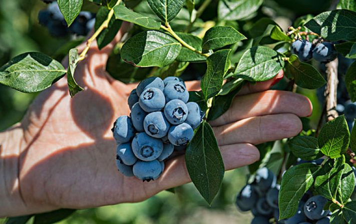 藍莓泡酒有什么功效 藍莓酒一天喝多少為宜 藍莓泡酒有什么功效 藍莓酒一天喝多少為宜