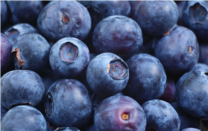 藍莓vc含量高嗎 藍莓通便嗎 藍莓vc含量高嗎 藍莓通便嗎