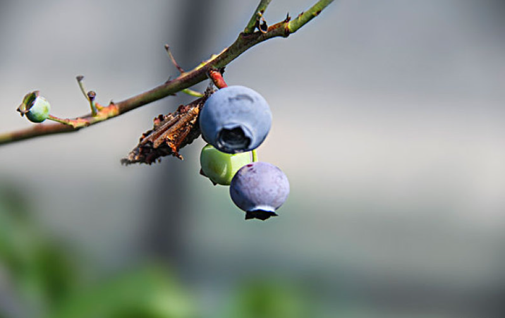 藍(lán)莓含糖量高嗎 藍(lán)莓可以一天吃一盒嗎 藍(lán)莓含糖量高嗎 藍(lán)莓可以一天吃一盒嗎