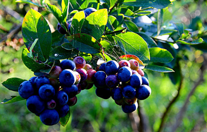 藍(lán)莓吃多了會中毒嗎 藍(lán)莓皮有什么作用 藍(lán)莓吃多了會中毒嗎 藍(lán)莓皮有什么作用