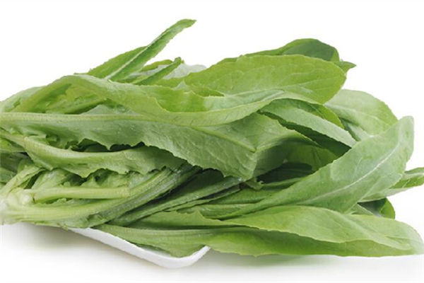 油麥菜對(duì)胃好嗎 油麥菜對(duì)便秘有好處嗎 油麥菜對(duì)胃好嗎 油麥菜對(duì)便秘有好處嗎