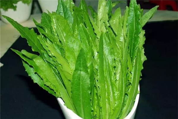 油麥菜炒出來怎么是苦的 油麥菜怎么做好吃 油麥菜炒出來怎么是苦的 油麥菜怎么做好吃