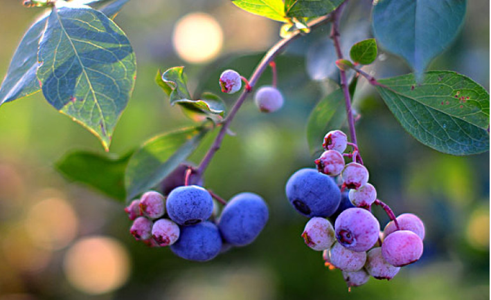 藍(lán)莓軟了是不是壞了 藍(lán)莓去火還是上火 藍(lán)莓軟了是不是壞了 藍(lán)莓去火還是上火