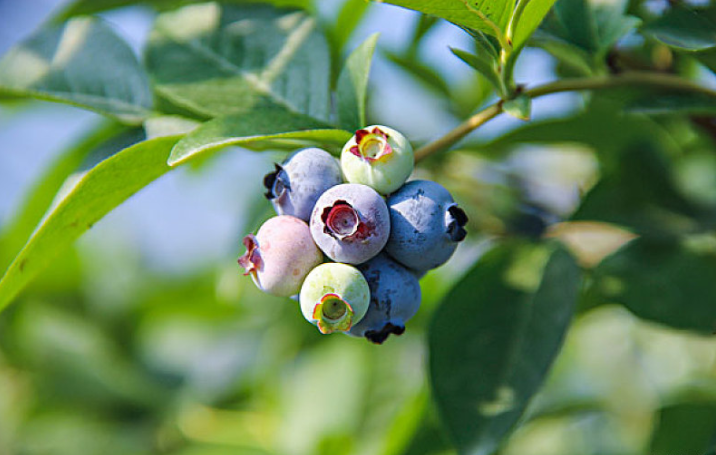 藍莓和什么水果一起榨汁最佳搭配 藍莓的禁忌是什么 藍莓和什么水果一起榨汁最佳搭配 藍莓的禁忌是什么