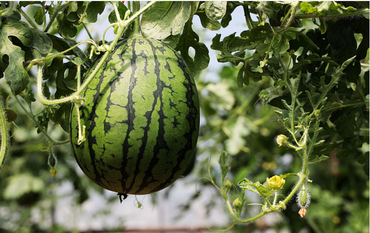 西瓜表面酸了里面正常還能吃嗎 吃西瓜會不會胖 西瓜表面酸了里面正常還能吃嗎 吃西瓜會不會胖