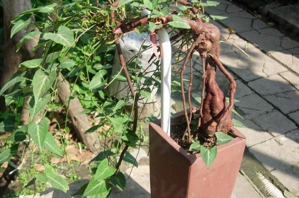 何首烏要怎么吃才能治白發(fā) 何首烏多少錢一斤 何首烏要怎么吃才能治白發(fā) 何首烏多少錢一斤