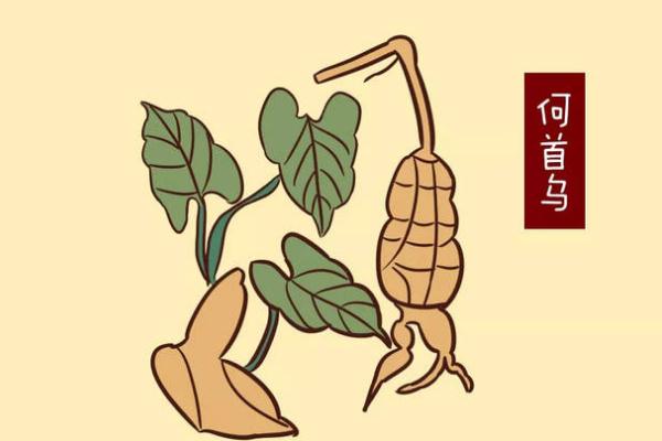 何首烏可以治療脫發(fā)嗎 何首烏可以生發(fā)嗎 何首烏可以治療脫發(fā)嗎 何首烏可以生發(fā)嗎