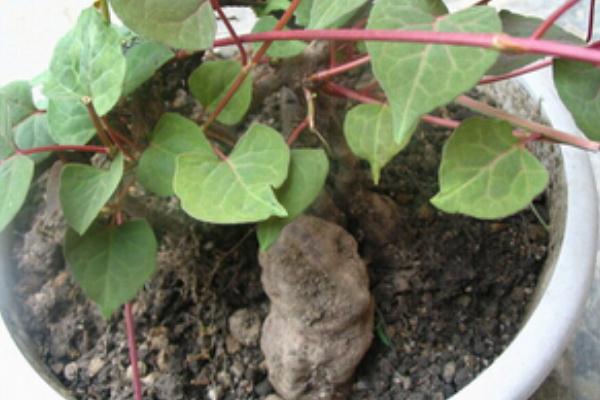 何首烏要怎么吃才能治白發(fā) 何首烏多少錢一斤 何首烏要怎么吃才能治白發(fā) 何首烏多少錢一斤