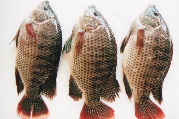 吃羅非魚會(huì)致癌嗎 痛風(fēng)能吃羅非魚嗎 吃羅非魚會(huì)致癌嗎 痛風(fēng)能吃羅非魚嗎