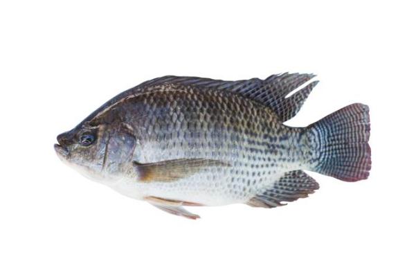 羅非魚的營養(yǎng)價(jià)值及功效 羅非魚的家常做法 羅非魚的營養(yǎng)價(jià)值及功效 羅非魚的家常做法