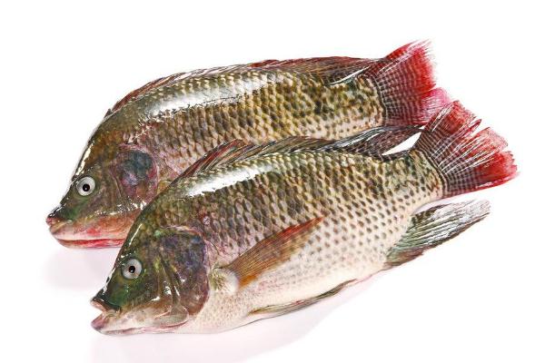 羅非魚的營養(yǎng)價(jià)值及功效 羅非魚的家常做法 羅非魚的營養(yǎng)價(jià)值及功效 羅非魚的家常做法