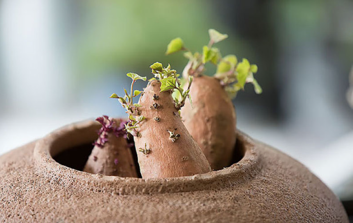 吃烤紅薯的好處和壞處 紅薯蒸得里面還是有點(diǎn)硬能吃嗎 吃烤紅薯的好處和壞處 紅薯蒸得里面還是有點(diǎn)硬能吃嗎