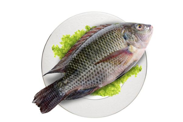 羅非魚的營養(yǎng)價(jià)值及功效 羅非魚的家常做法 羅非魚的營養(yǎng)價(jià)值及功效 羅非魚的家常做法