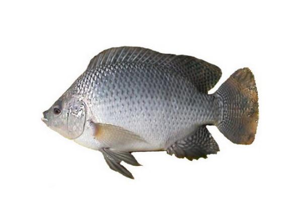 羅非魚(yú)會(huì)過(guò)敏嗎 過(guò)敏體質(zhì)的人可以吃羅非魚(yú)嗎 羅非魚(yú)會(huì)過(guò)敏嗎 過(guò)敏體質(zhì)的人可以吃羅非魚(yú)嗎