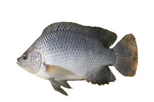 吃羅非魚對(duì)生育有影響嗎 吃羅非魚對(duì)腎不好 吃羅非魚對(duì)生育有影響嗎 吃羅非魚對(duì)腎不好