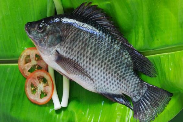 羅非魚是不是發(fā)物 羅非魚要煮多久才能煮熟 羅非魚是不是發(fā)物 羅非魚要煮多久才能煮熟