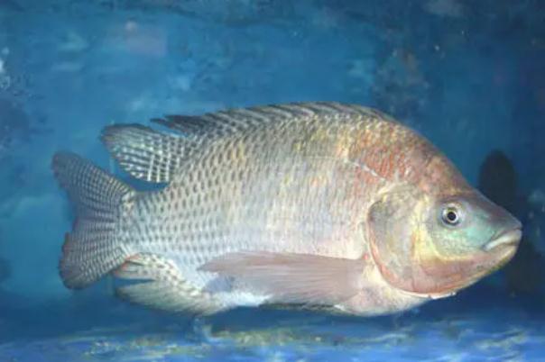 吃羅非魚對(duì)生育有影響嗎 吃羅非魚對(duì)腎不好 吃羅非魚對(duì)生育有影響嗎 吃羅非魚對(duì)腎不好