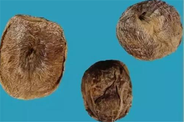 麝香會(huì)導(dǎo)致月經(jīng)不正常嗎 麝香會(huì)影響月經(jīng)嗎