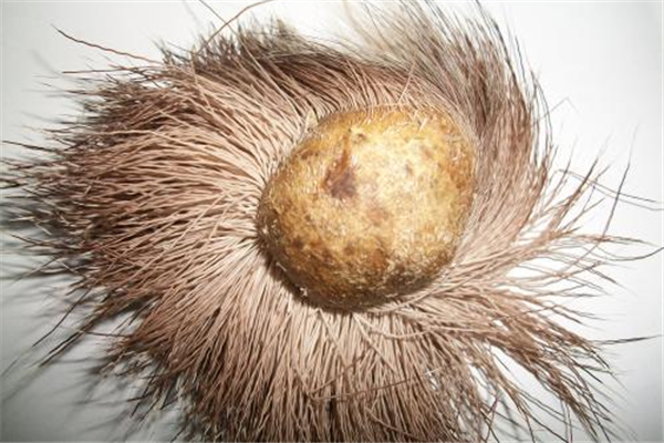 麝香會導致月經不正常嗎 麝香會影響月經嗎 麝香會導致月經不正常嗎 麝香會影響月經嗎