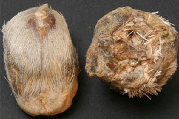 麝香對孕婦的影響 麝香會導(dǎo)致不孕不育嗎 麝香對孕婦的影響 麝香會導(dǎo)致不孕不育嗎