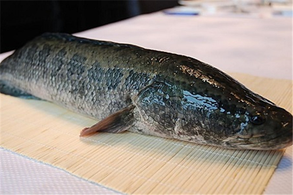 黑魚(yú)對(duì)傷口愈合有好處嗎 黑魚(yú)手術(shù)后能吃嗎 黑魚(yú)對(duì)傷口愈合有好處嗎 黑魚(yú)手術(shù)后能吃嗎