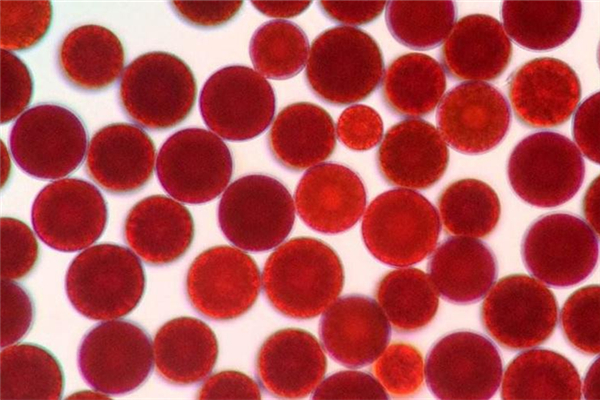 蝦青素對黃褐斑有用嗎 蝦青素可以祛斑嗎 蝦青素對黃褐斑有用嗎 蝦青素可以祛斑嗎