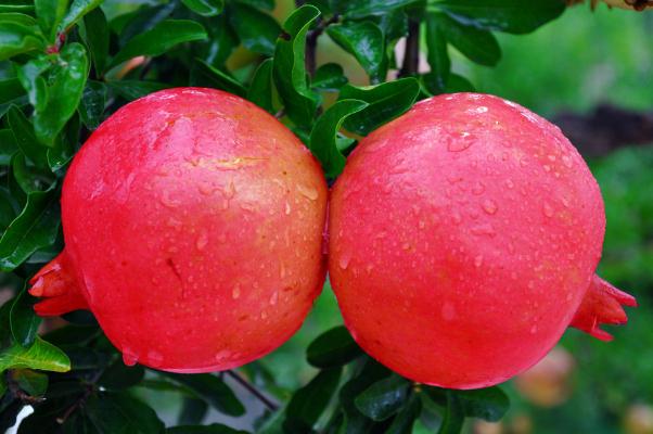 石榴的熱量高嗎 吃石榴會(huì)胖嗎 石榴的熱量高嗎 吃石榴會(huì)胖嗎