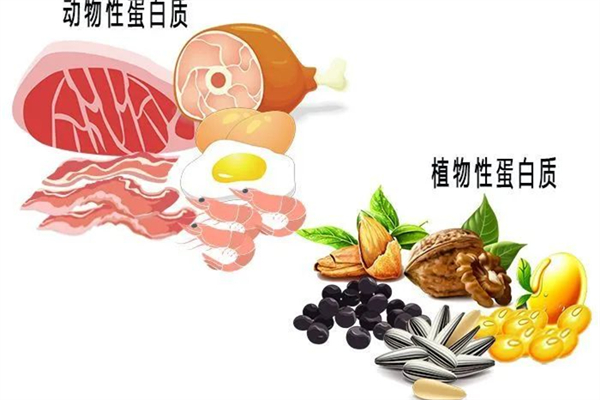蛋白質(zhì)減肥法一個月能瘦多少 蛋白質(zhì)減肥的原理和方法 蛋白質(zhì)減肥法一個月能瘦多少 蛋白質(zhì)減肥的原理和方法