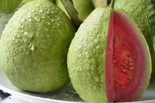 番石榴的皮能直接吃嗎 番石榴的皮有什么好處 番石榴的皮能直接吃嗎 番石榴的皮有什么好處