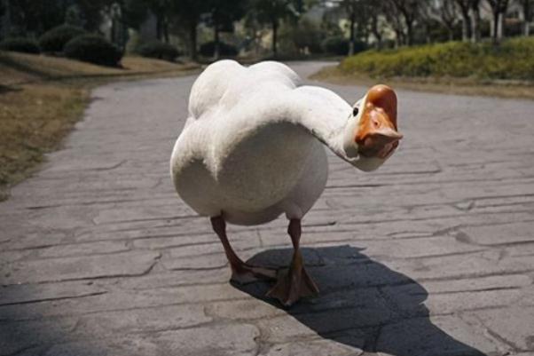 老人散步時(shí)被兩只大白鵝攻擊致殘 散步有什么好處嗎 老人散步時(shí)被兩只大白鵝攻擊致殘 散步有什么好處嗎