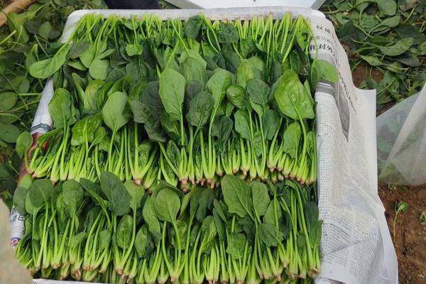 菠菜會(huì)導(dǎo)致胃脹氣嗎 菠菜會(huì)導(dǎo)致尿酸高嗎 菠菜會(huì)導(dǎo)致胃脹氣嗎 菠菜會(huì)導(dǎo)致尿酸高嗎