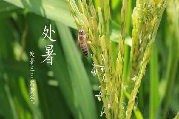 處暑要吃鴨子嗎 處暑吃鴨子的寓意 處暑要吃鴨子嗎 處暑吃鴨子的寓意